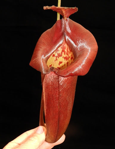 Nepenthes robcantleyi x jacquelineae, BE-4028 – Carnivero