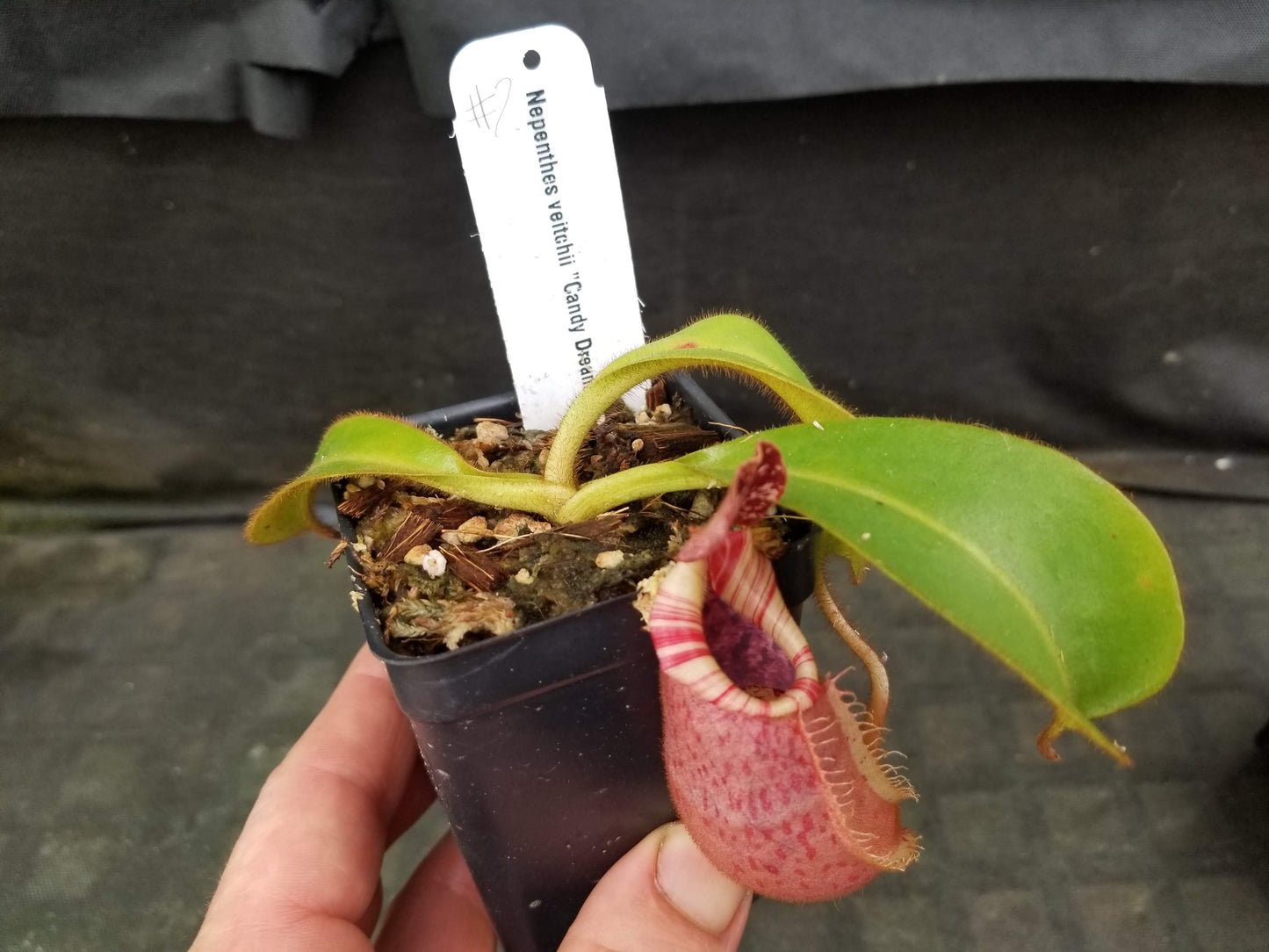 Nepenthes veitchii