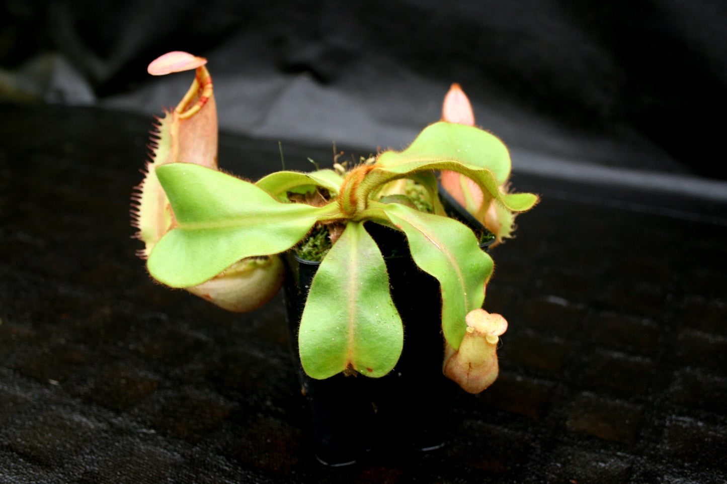 Nepenthes veitchii (