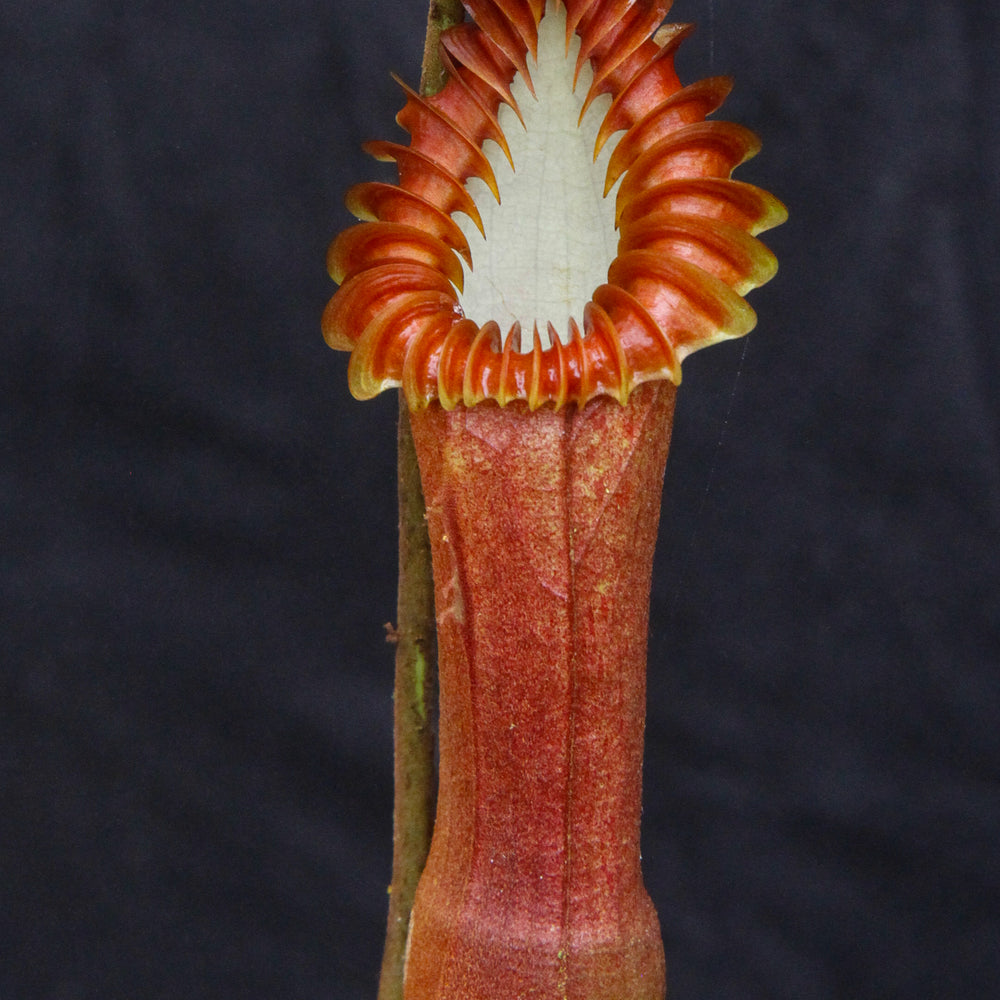Nepenthes edwardsiana Cultivation