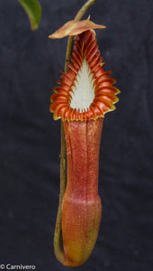 Nepenthes edwardsiana Cultivation