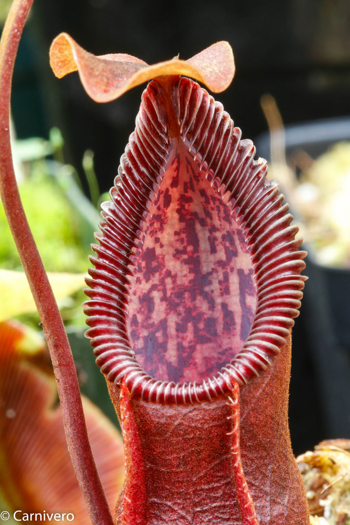 Nepenthes singalana x hamata 'Metallic Shine'