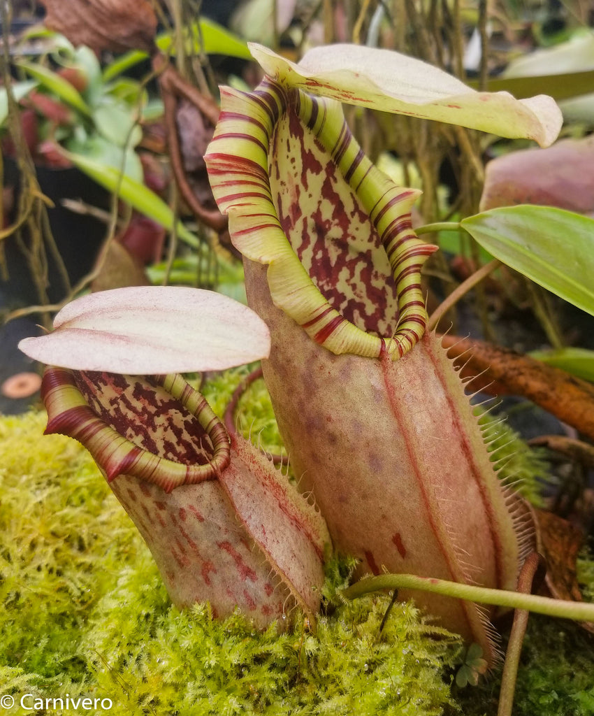 Nepenthes northiana cultivation
