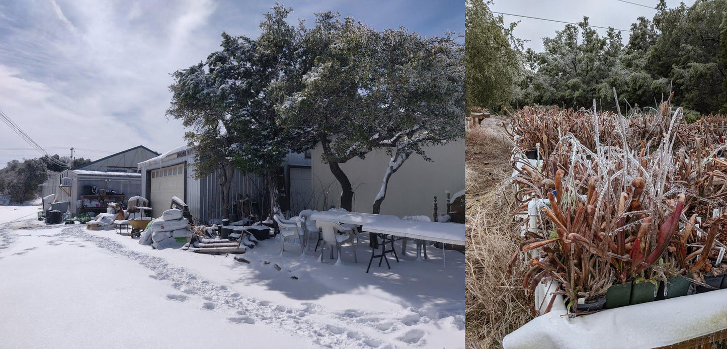 Winter Storm 2021
