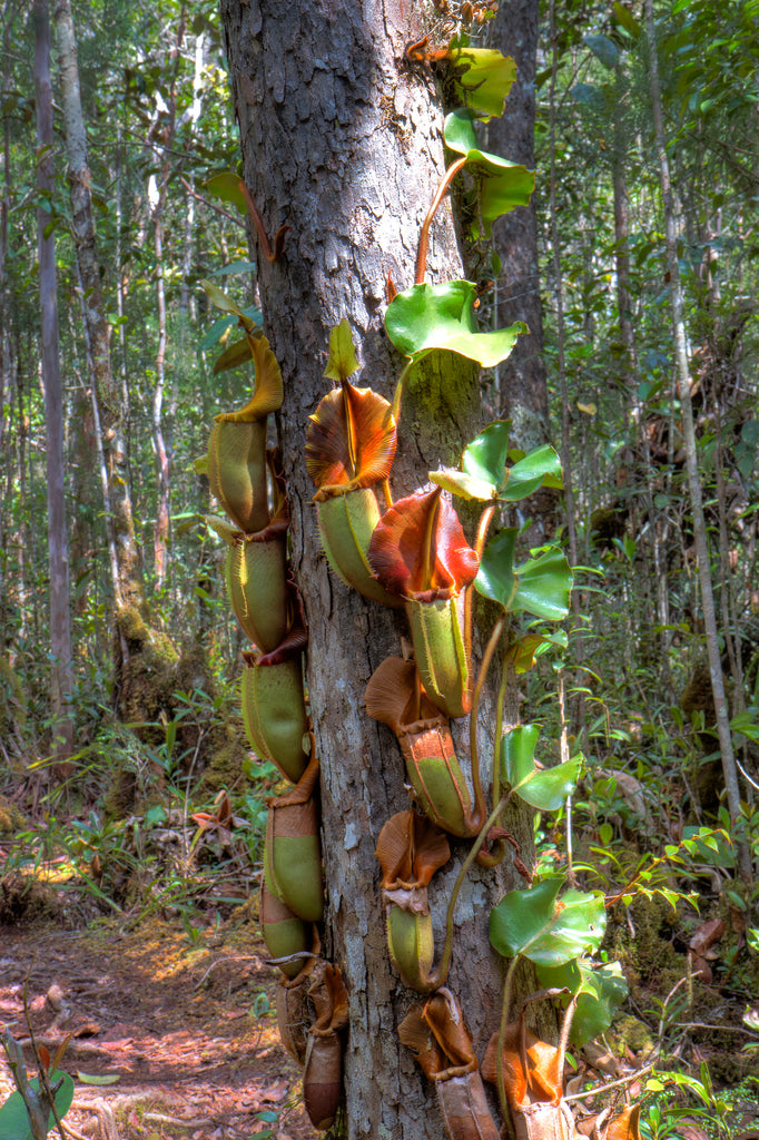 A veitchii pilgrimage to the Maliau Basin