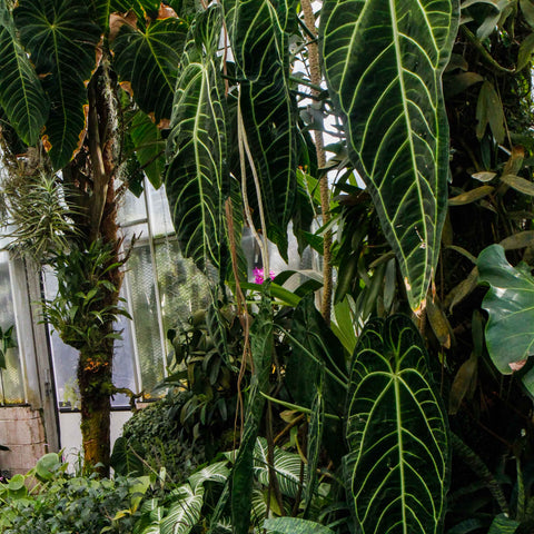 Anthurium plants with large dark green leaves and bright pale venation in a greenhouse.