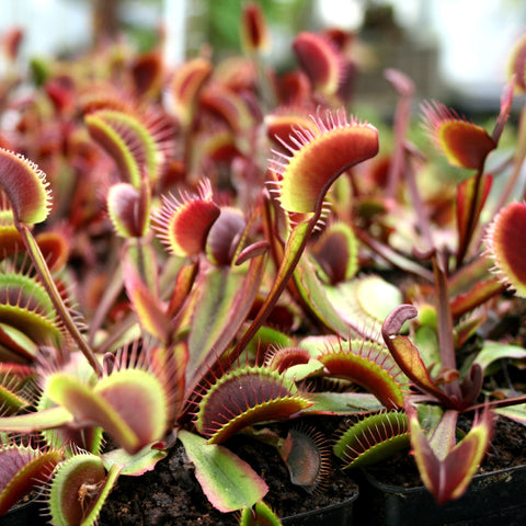 Dense cluster of Venus flytrap plants with red-tinged traps growing in pots