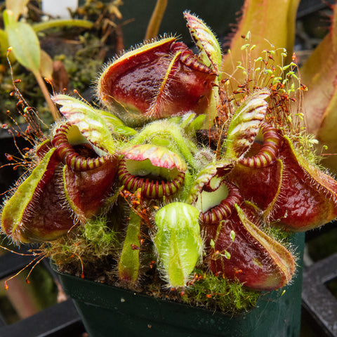 Cephalotus pitcher plant with several large red brown traps fringed with hairs in a pot.