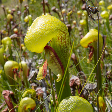 Close up of a yellow green Darlingtonia cobra lily pitcher in a sunlit field