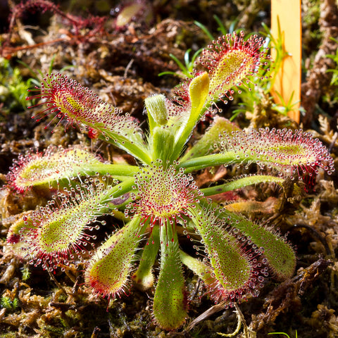 Drosera sundew plant with dew droplets on red-tipped tentacles.