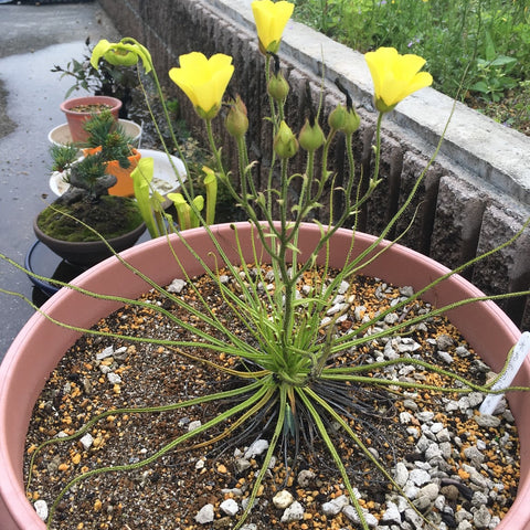 Drosophyllum dewy pine in a pink pot with slender leaf rosettes and tall yellow flower stalks.