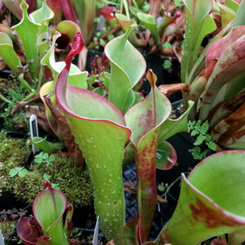 Group of Heliamphora sun pitcher plants with lime green pitchers edged in pink.
