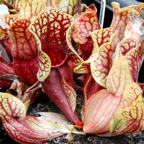 Sarracenia trumpet pitcher plants with red veins and yellow margins in a pot.