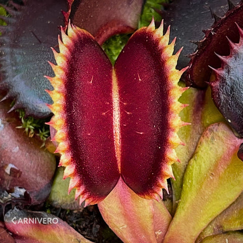 Close-up of a burgundy carnivorous plant with yellow serrated leaf margins.
