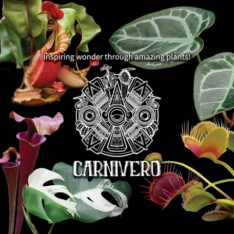 New Offerings collection cover featuring tropical plants and a white decorative emblem on a black background.