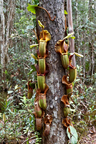 Nepenthes pitcher plants climbing a tree trunk in a humid forest setting.