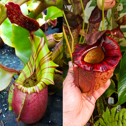 Split image of Nepenthes veitchii Best x peltata x tenuis showing a lime green striped pitcher on the left and a deep red mature pitcher on the right