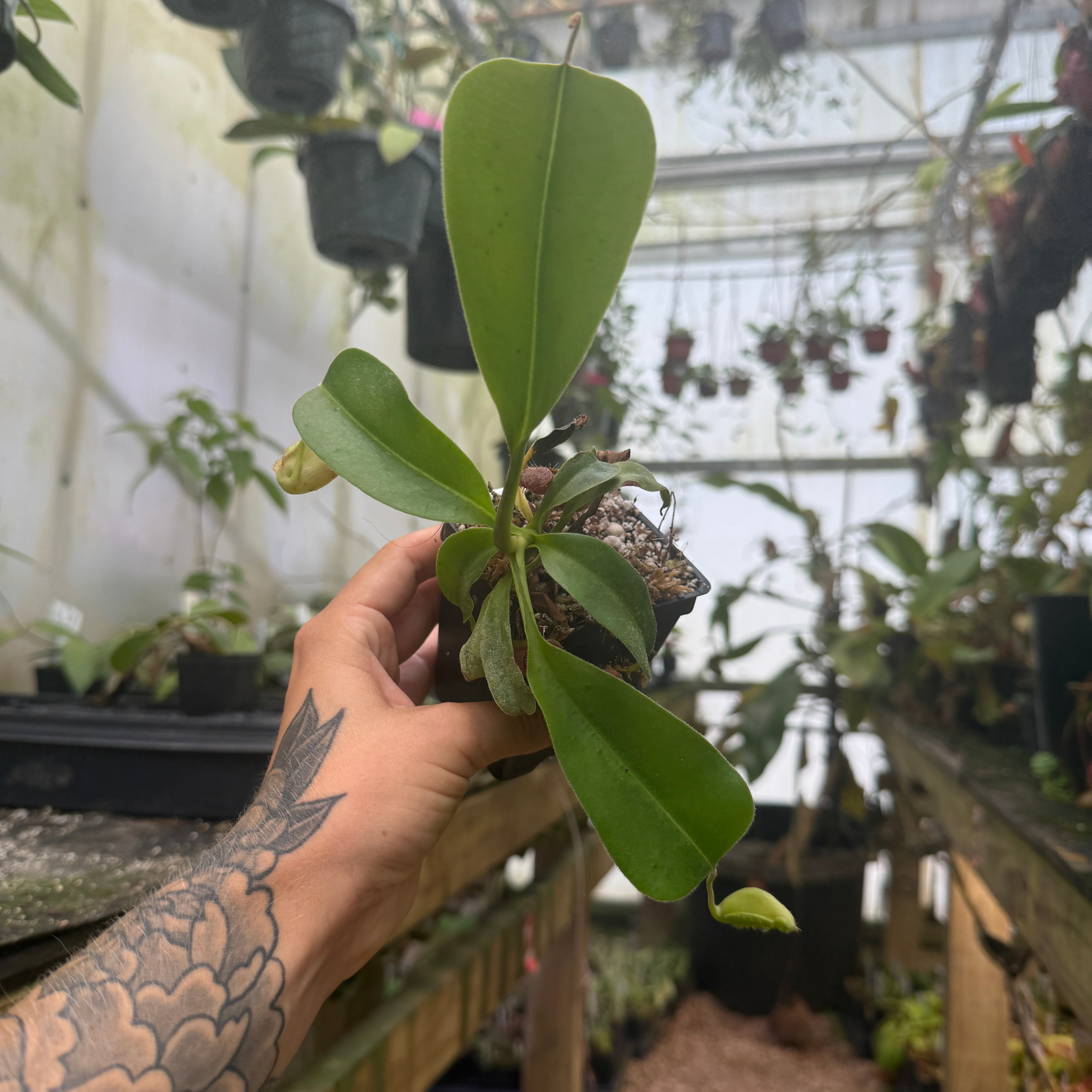 Nepenthes truncata x ovata, CAR-0119 – Carnivero