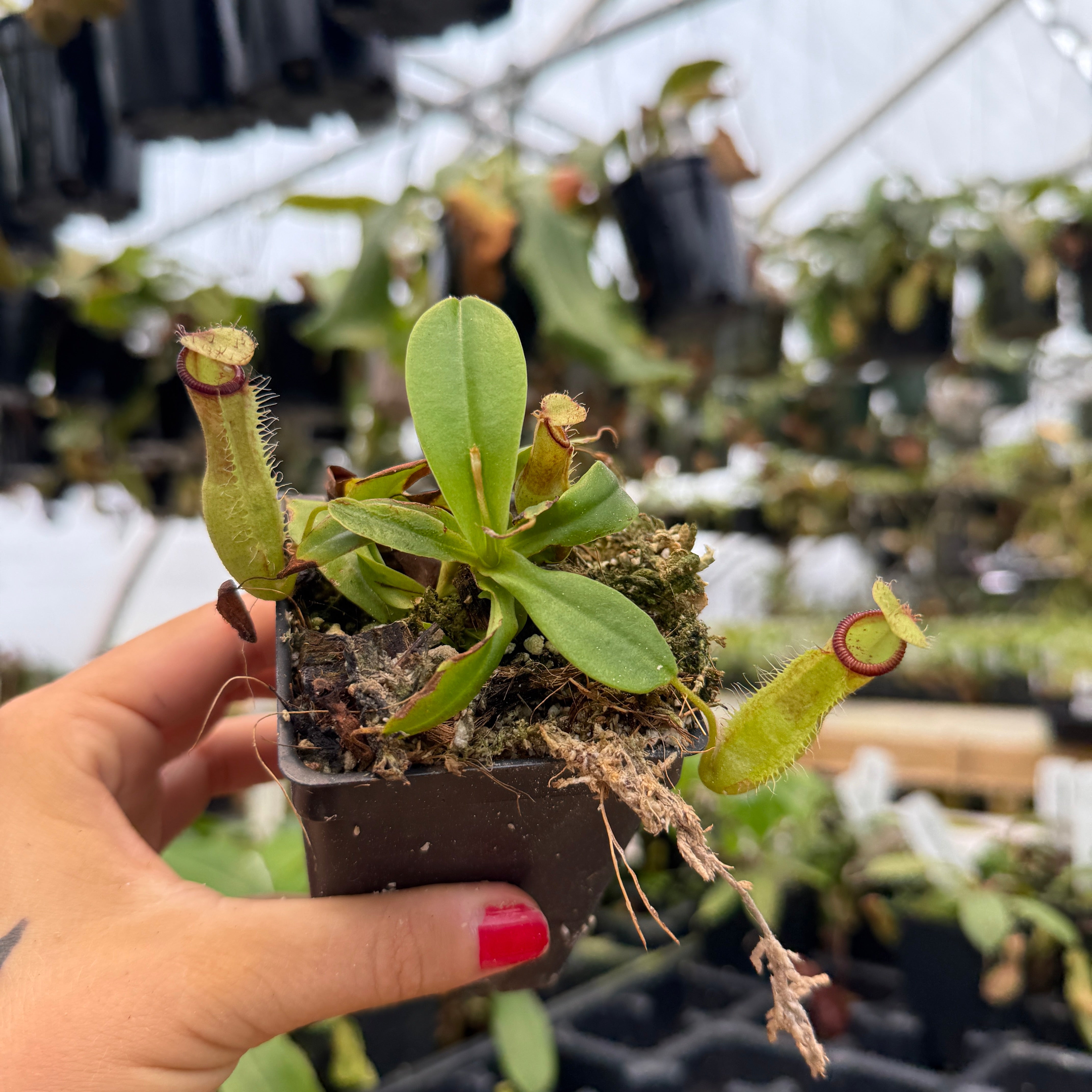 Nepenthes (truncata x campanulata) x hamata MT, CAR-0186 – Carnivero