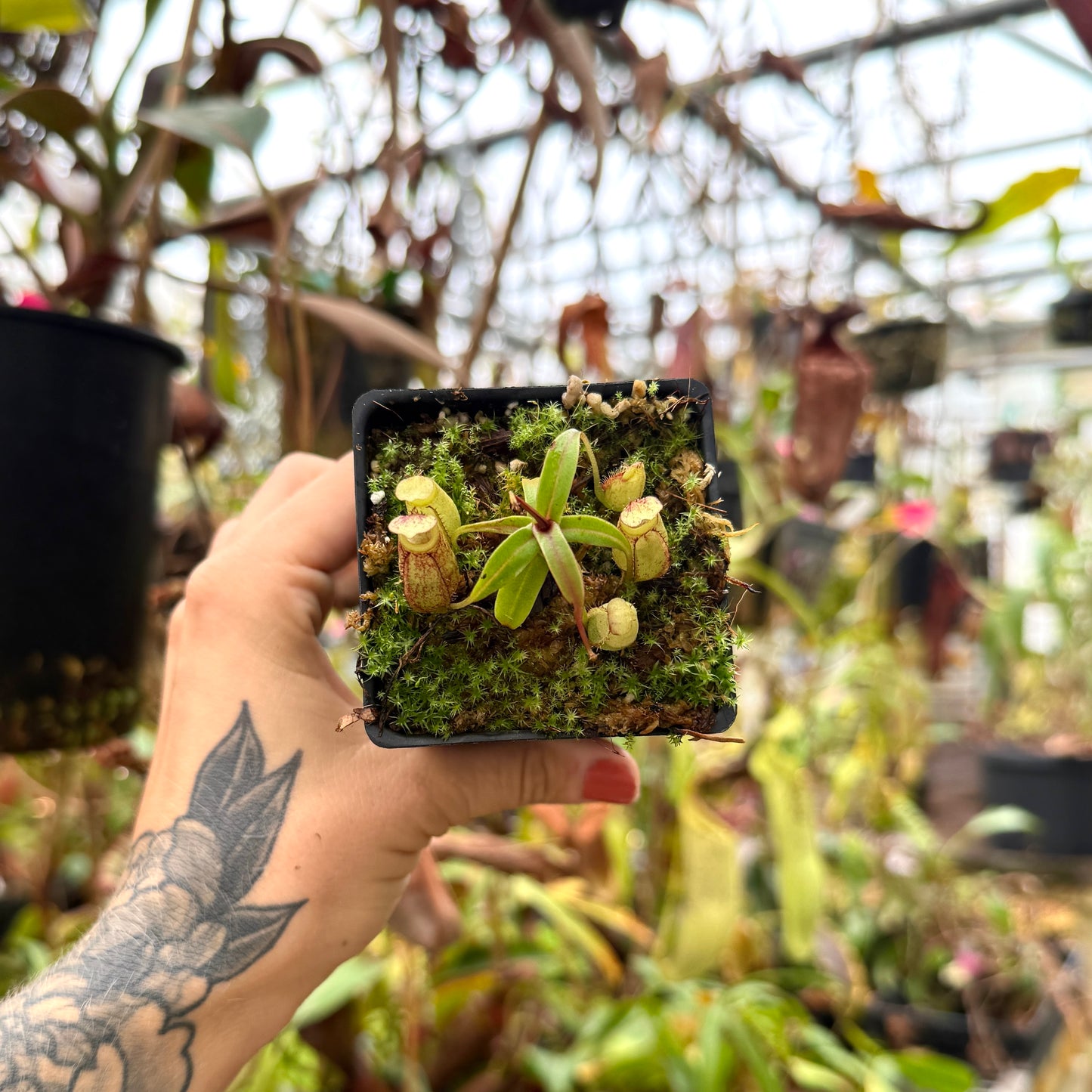 extra small pitcher plant with green pitchers top view