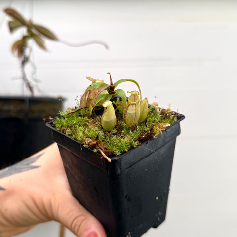 extra small pitcher plant with green pitchers from an angle