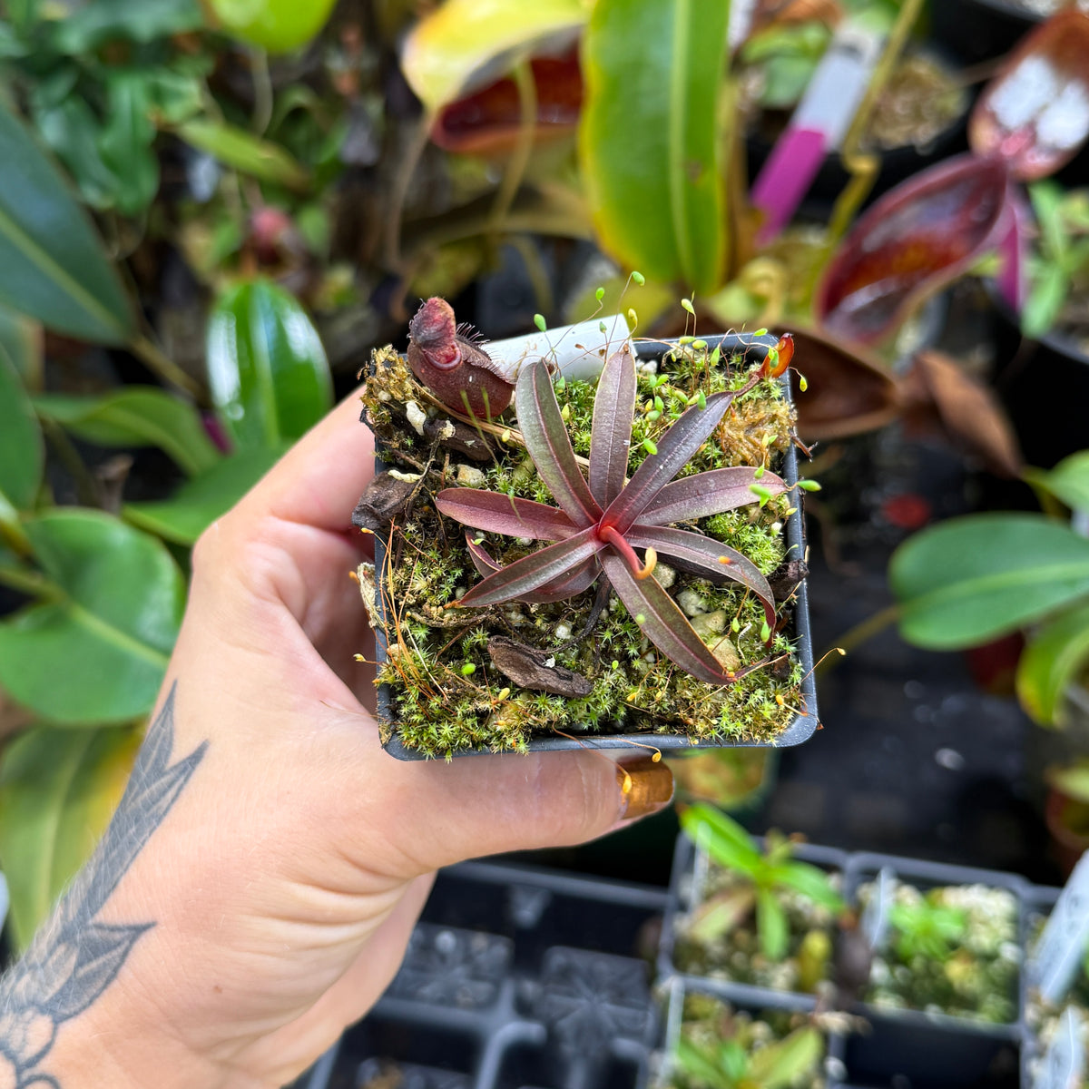 Nepenthes muluensis, IMP-0220