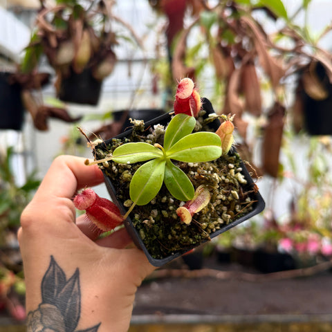 top view of an extra small pitcher plant with red pitchers 
