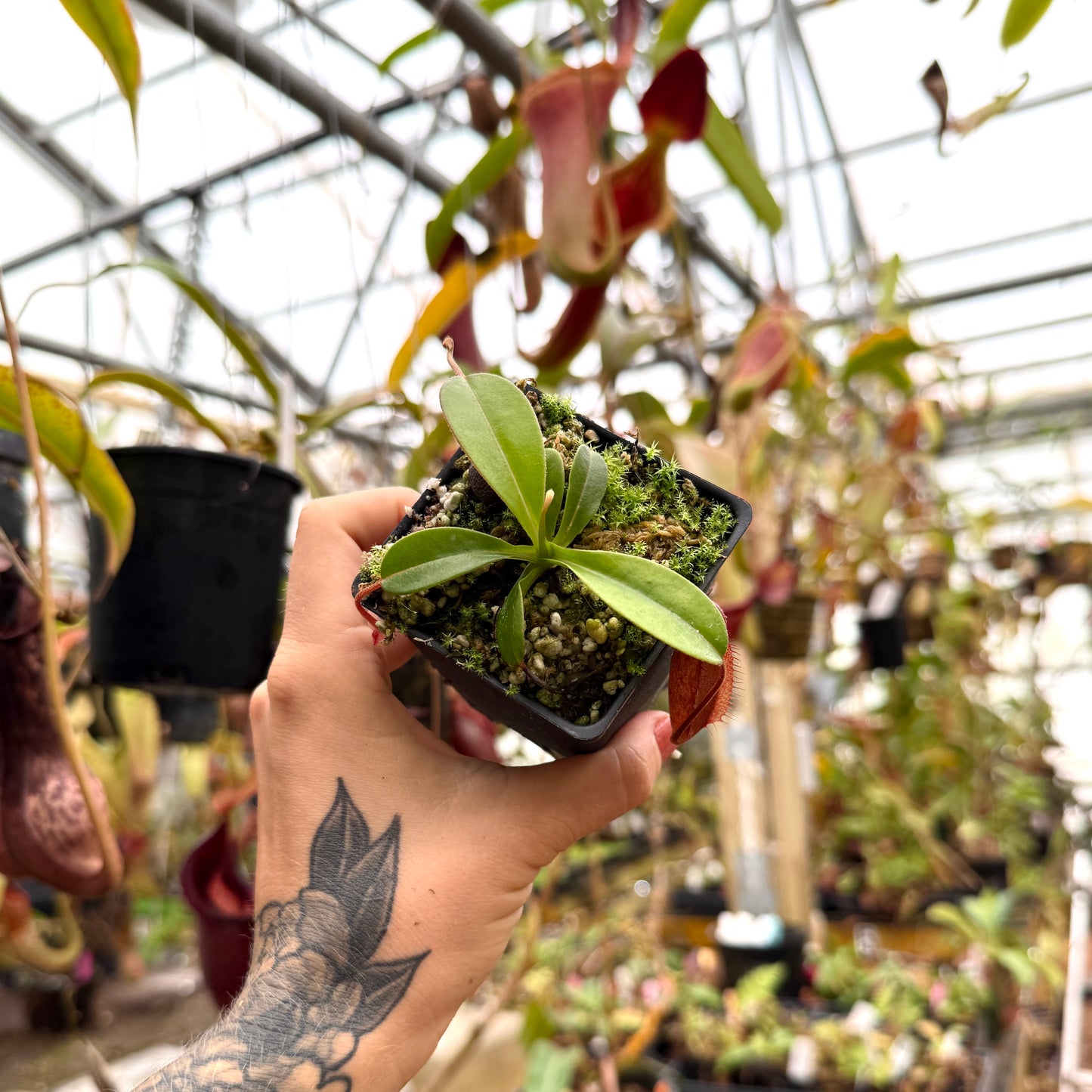 small pitcher plant with red pitchers from the top