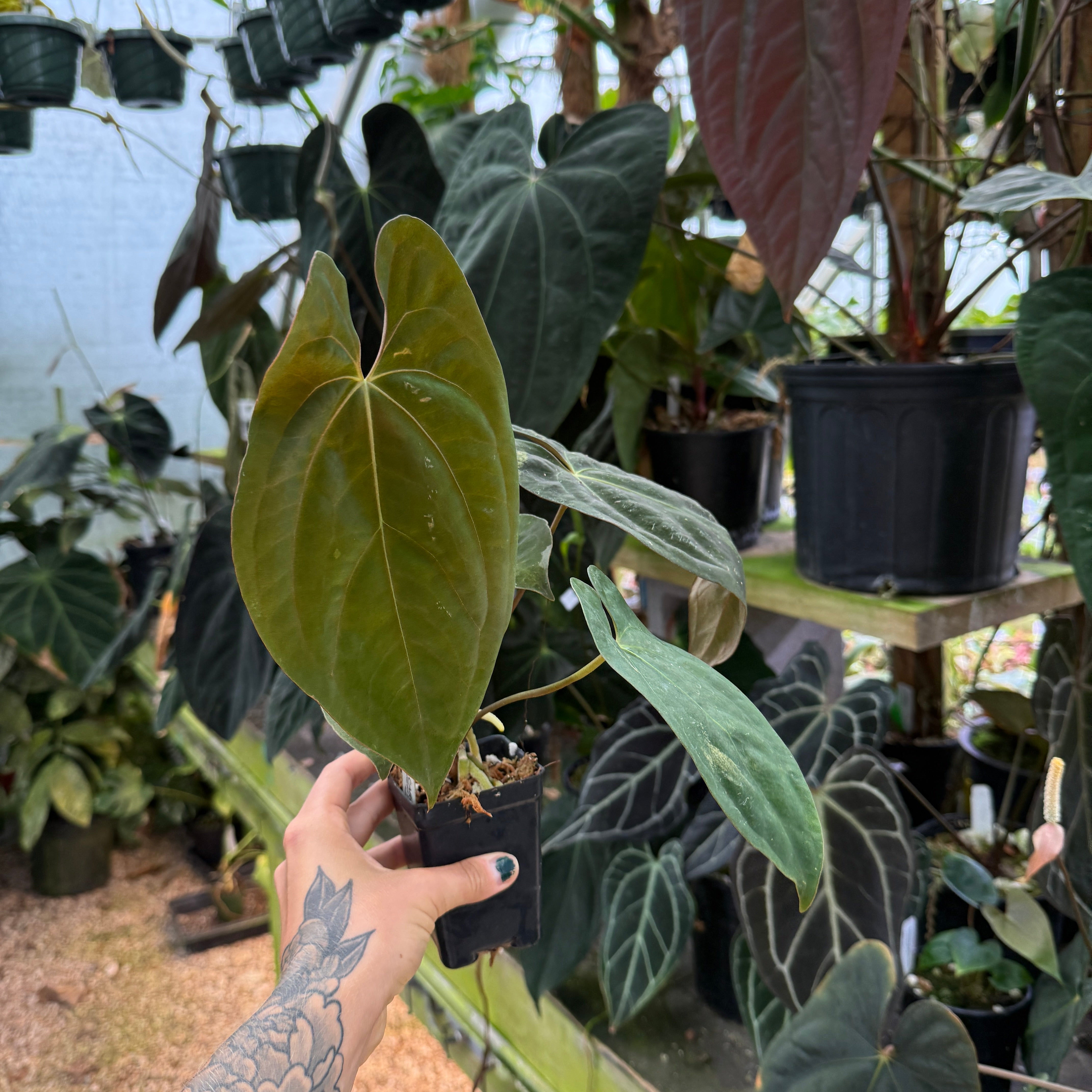 Anthurium papillilaminum [SC2 x (Long x Bullet)], CAR-0282 – Carnivero