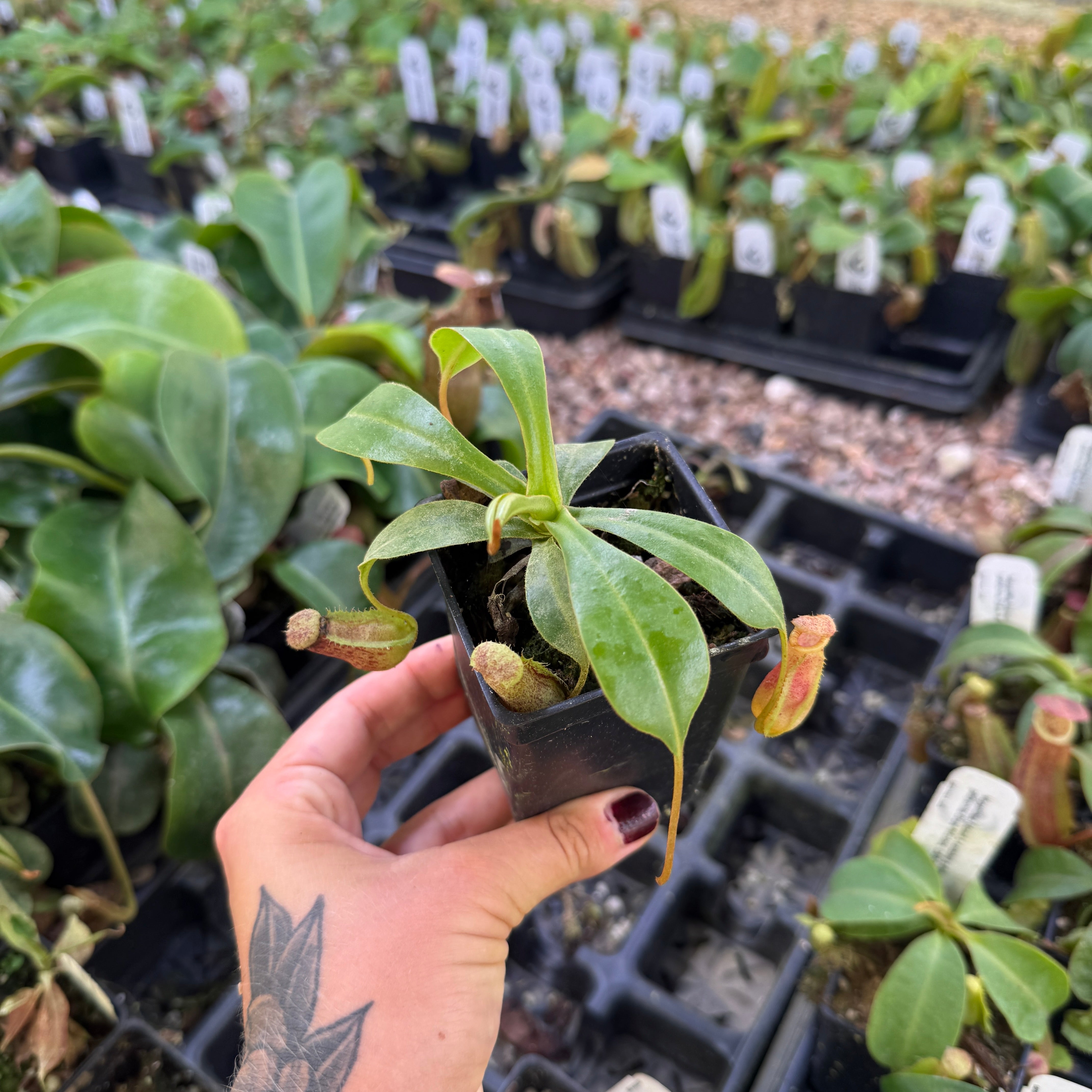 メヌエット Nepenthes (spectabilis x lowii) x [(ventricosa x sibuyanensis) x