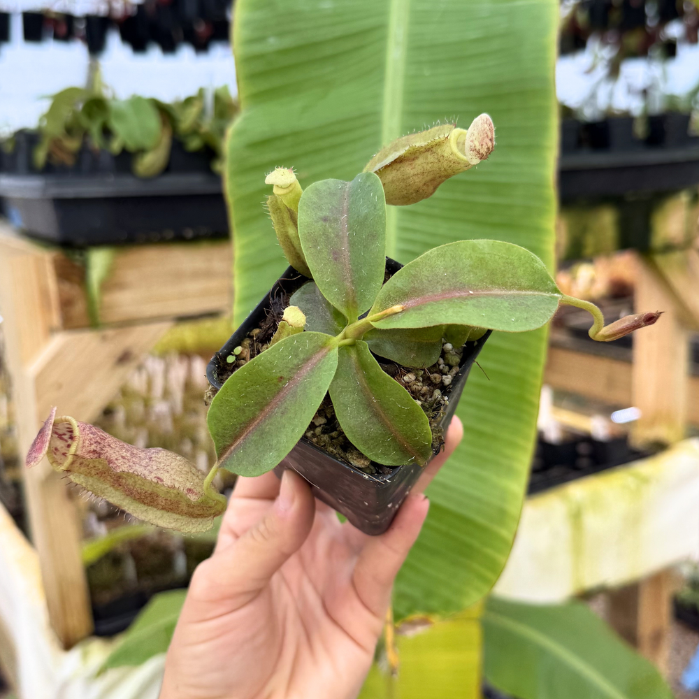 Nepenthes [(lowii x veitchii) x boschiana)] 