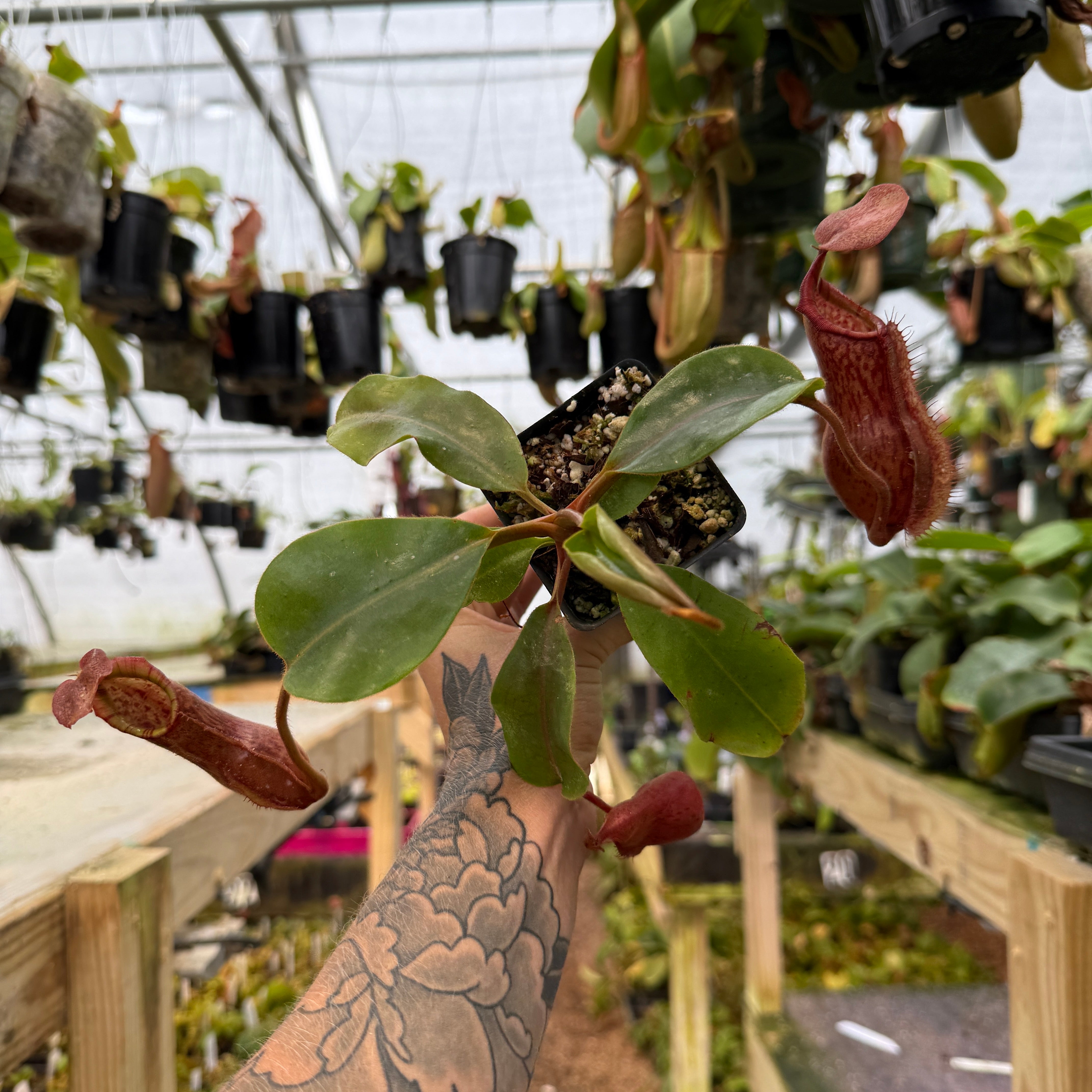 Nepenthes boschiana EP x veitchii 'Cobra', CAR-0302 – Carnivero