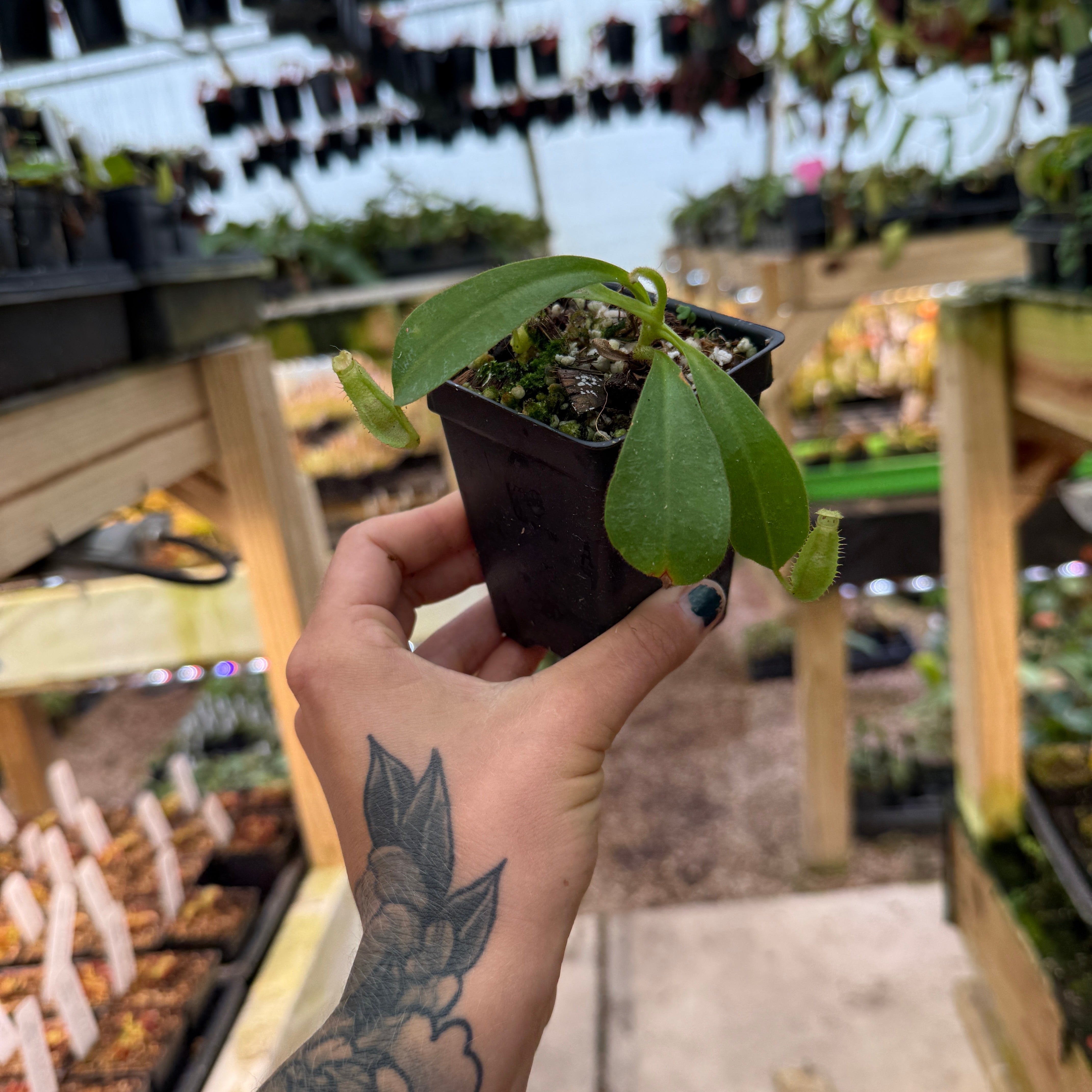 Nepenthes veitchii (k) x (eymae x veitchii), CAR-0318 – Carnivero