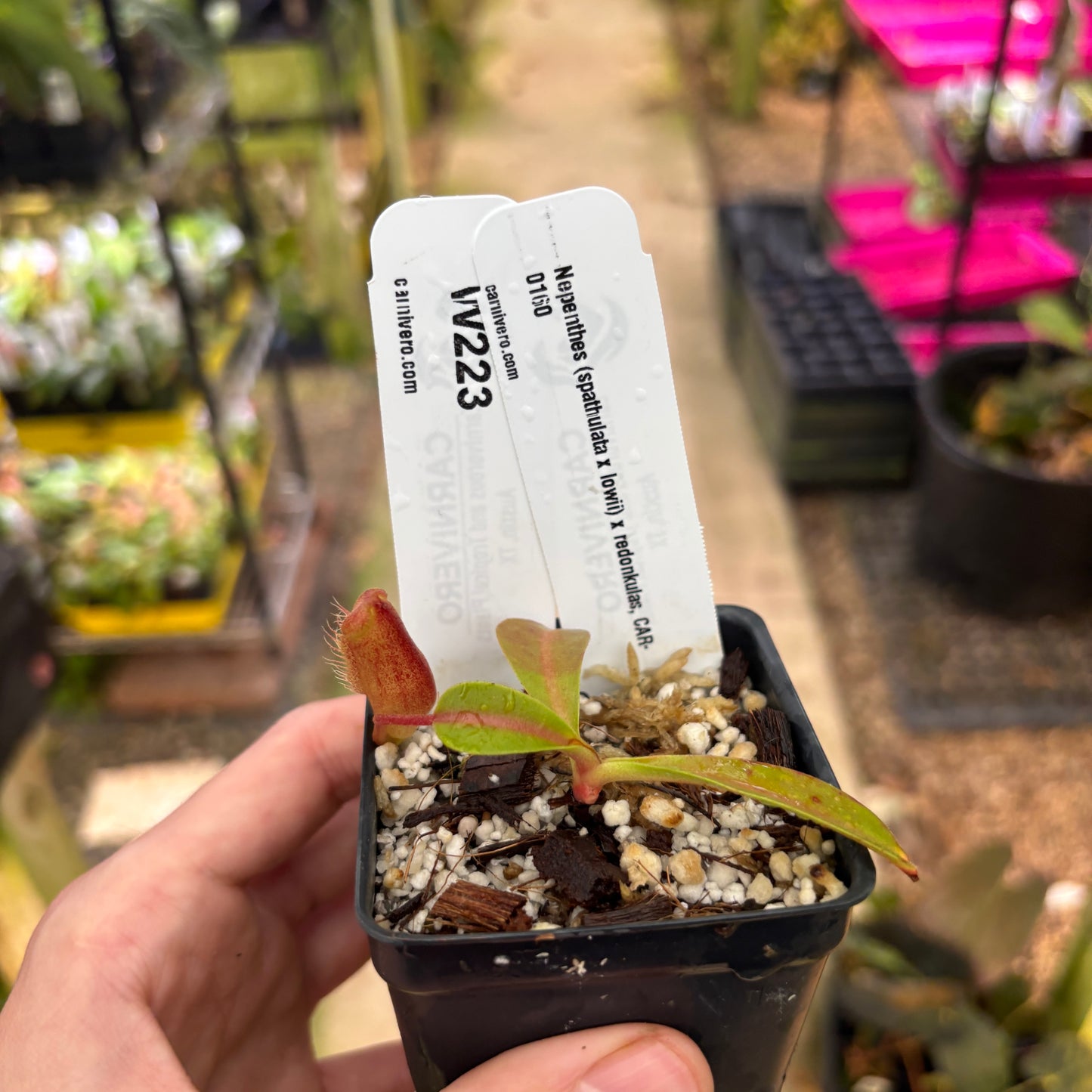 [W223] Nepenthes (spathulata x lowii) x  redonkulas, CAR-0160