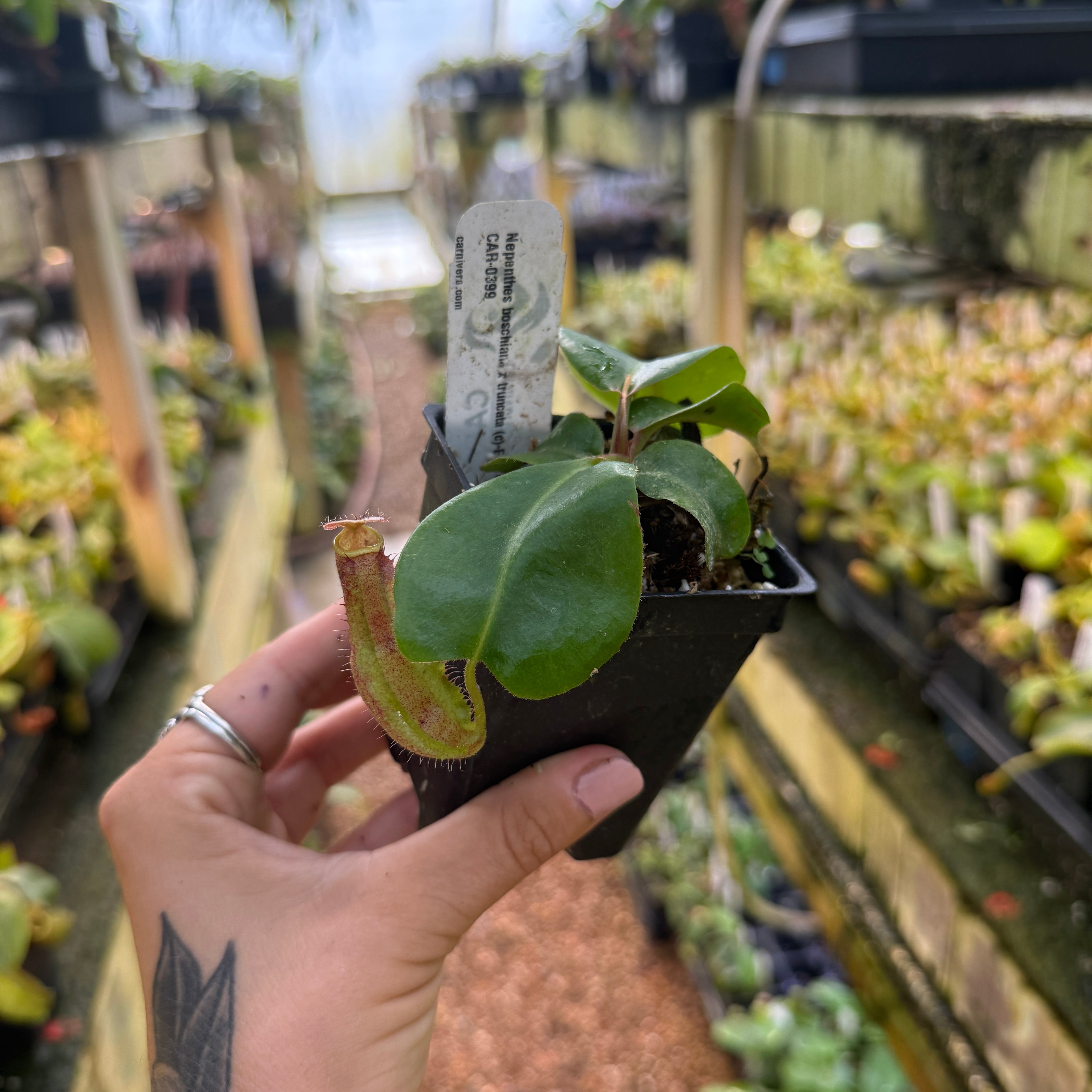 Nepenthes boschiana x truncata (c)-E, CAR-0399 – Carnivero