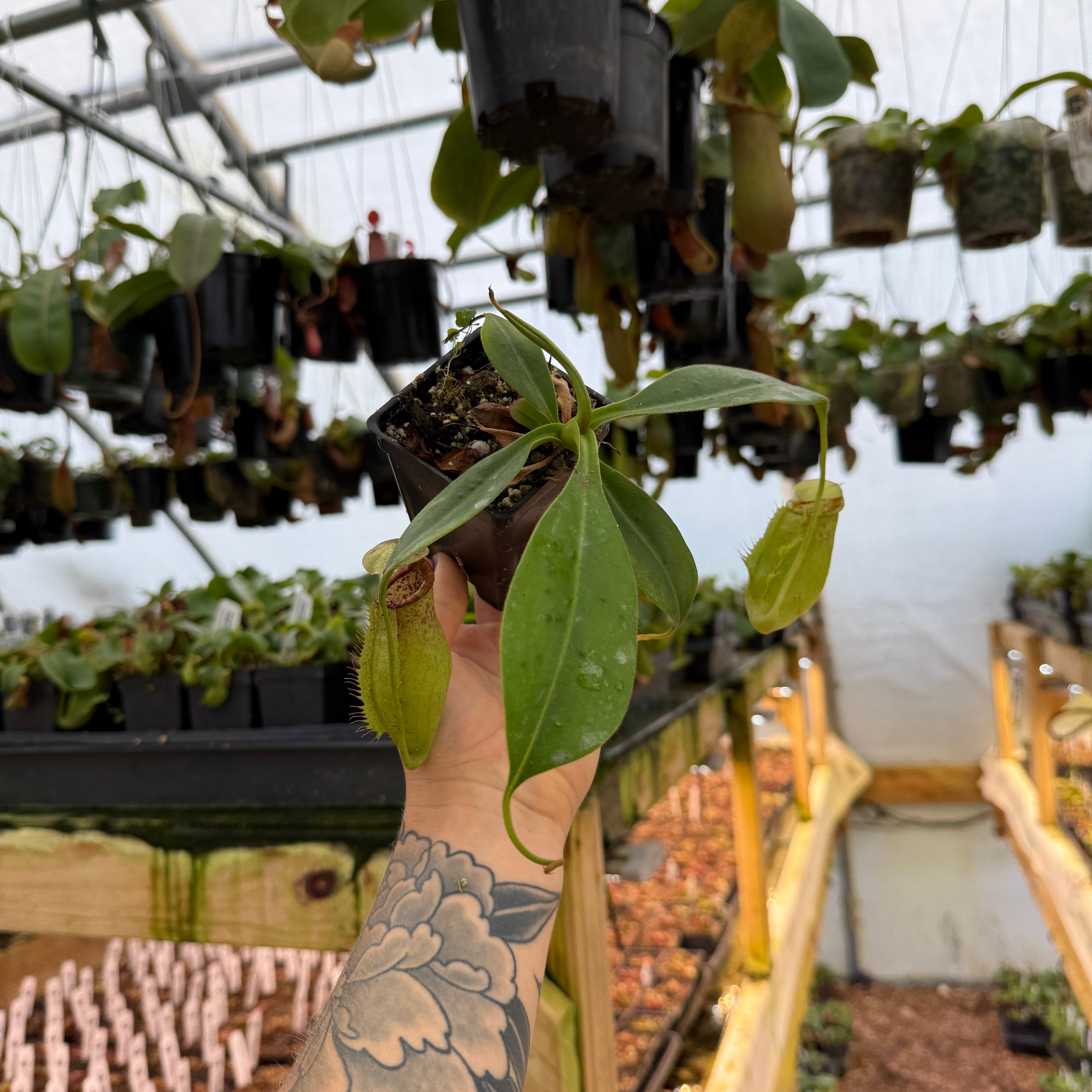 Nepenthes {truncata x [(lowii x veitchii) x campanulata]} x