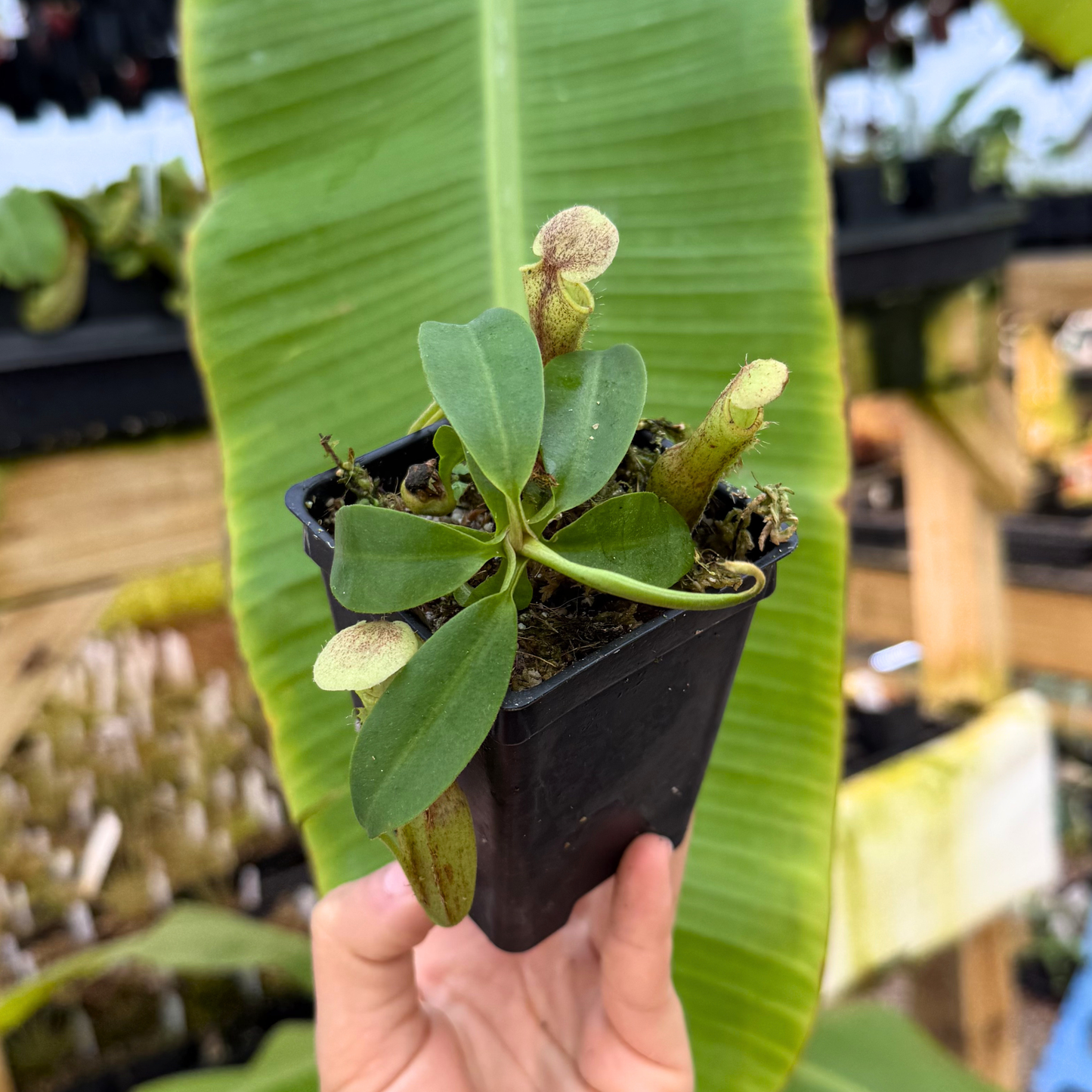 Nepenthes [(lowii x veitchii) x boschiana] x campanulata, CAR-0415