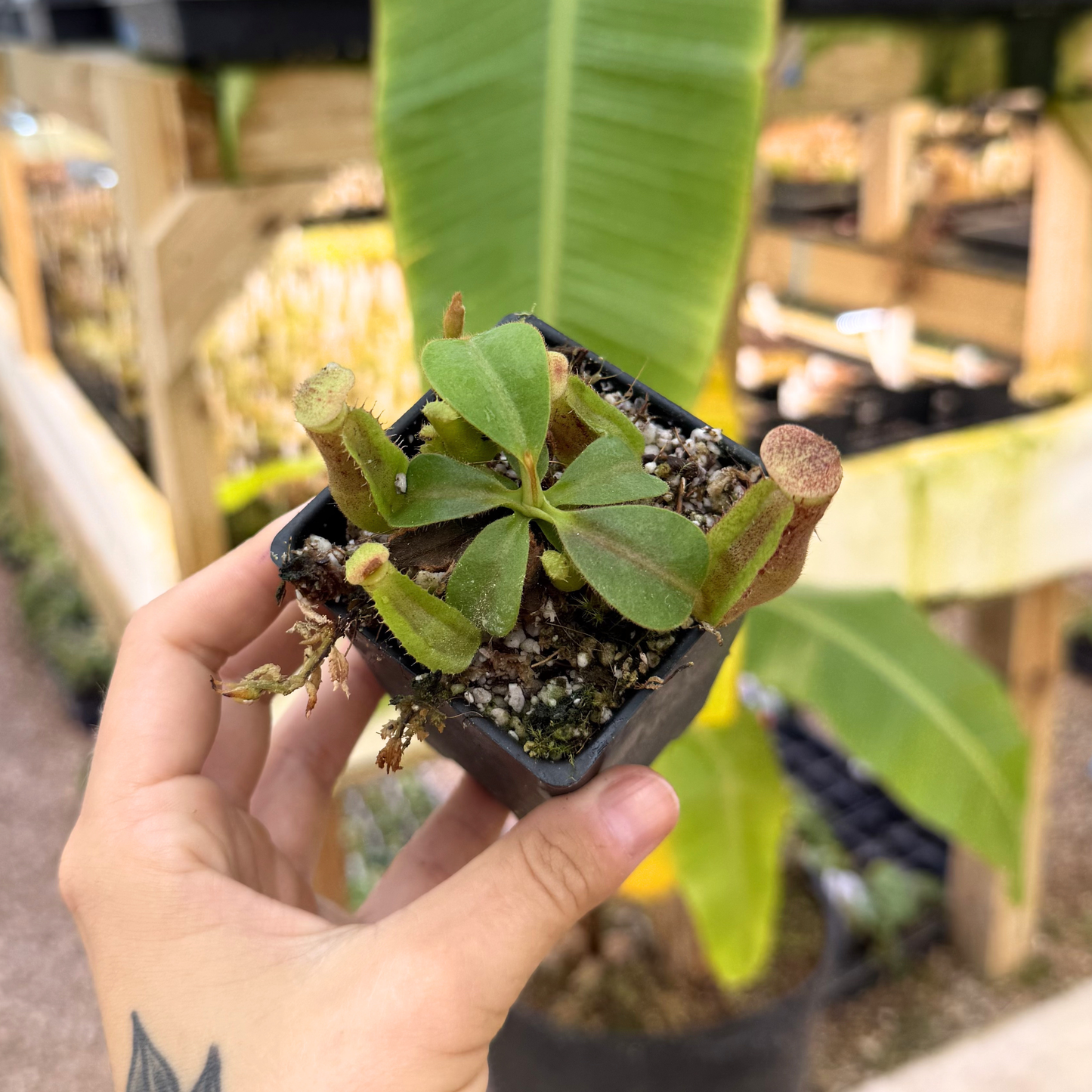 Nepenthes [(lowii x veitchii) x boschiana] x campanulata, CAR-0415