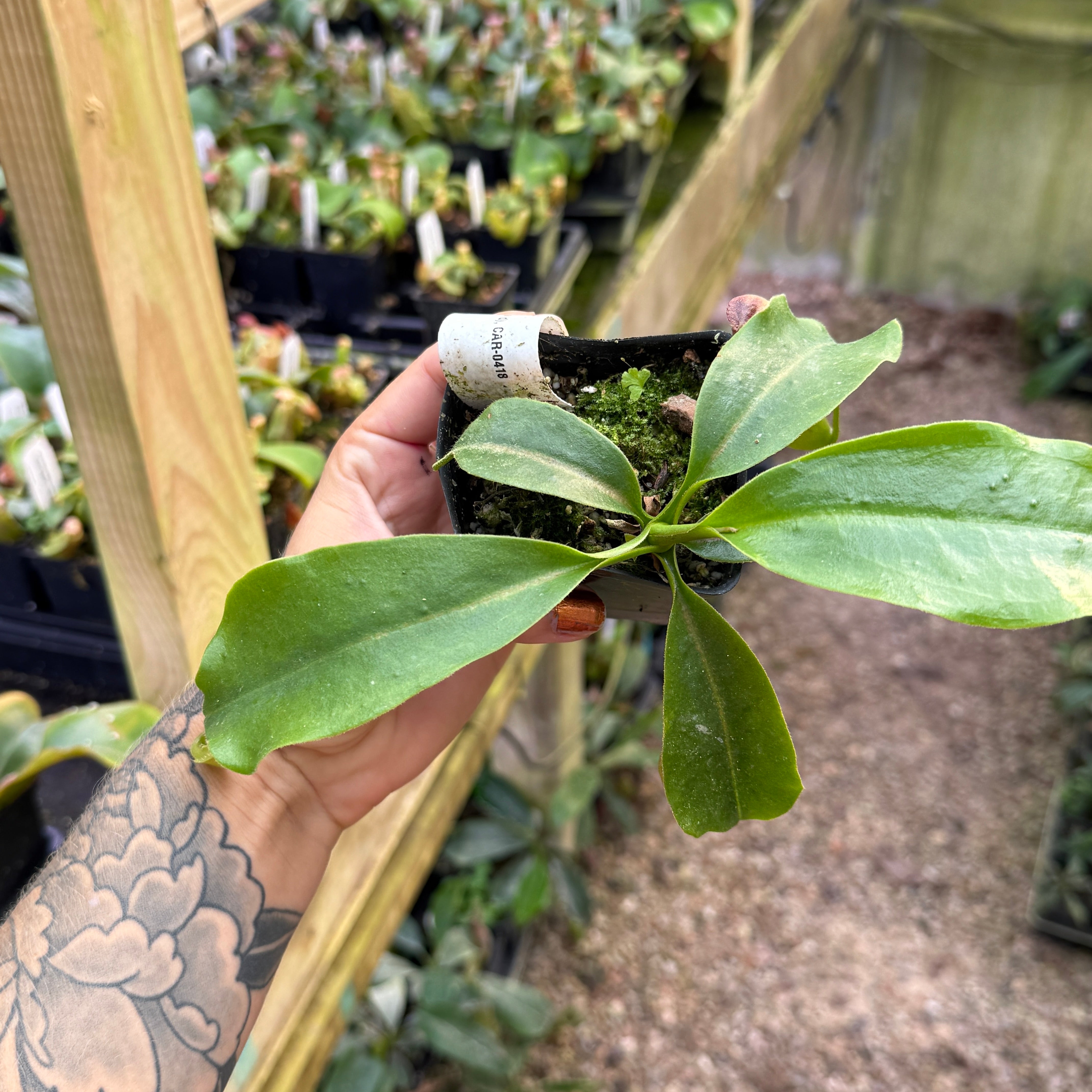 Nepenthes naga x truncata (d), CAR-0418 – Carnivero