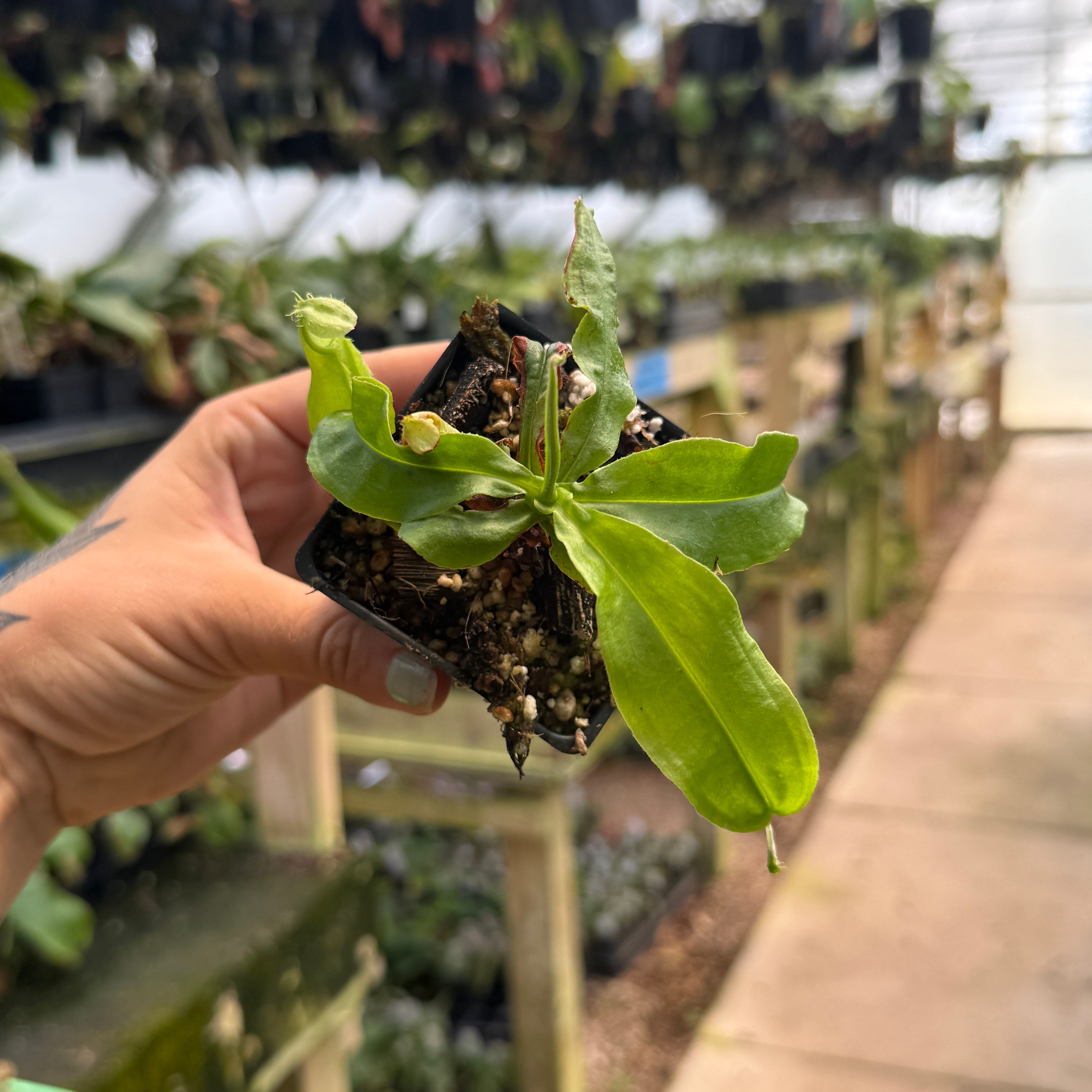Nepenthes echinostoma x edwardsiana, CAR-0421 – Carnivero