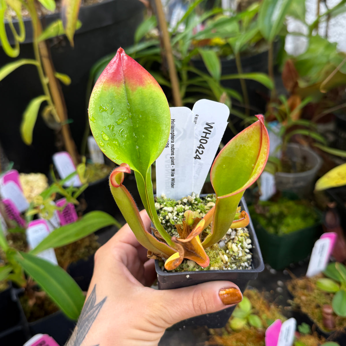 WH0424 Heliamphora nutans giant - Mike Wilder, Divided:3/4/26 (S) (UH)