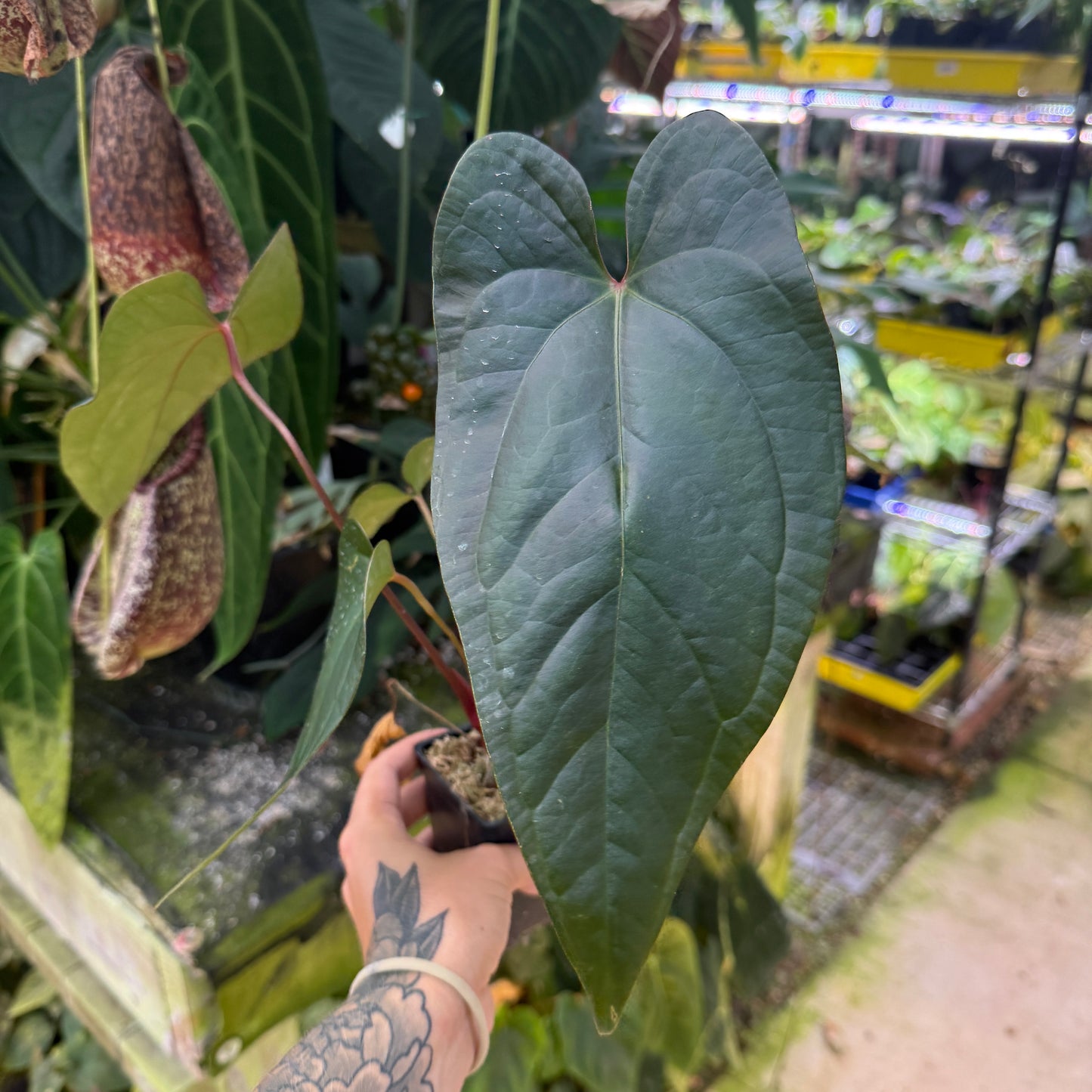 WH0426 Anthurium 'Gigi' hybrid (L)