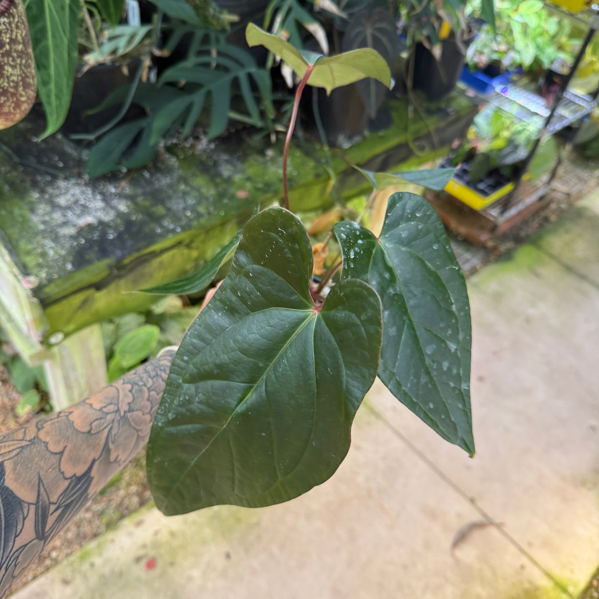 WH0426 Anthurium 'Gigi' hybrid (L)