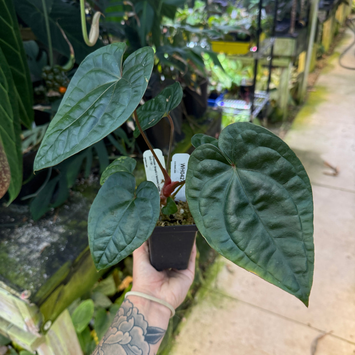 WH0427	Anthurium (forgetii x luxurians) x debilis, CAR-1191	(M)
