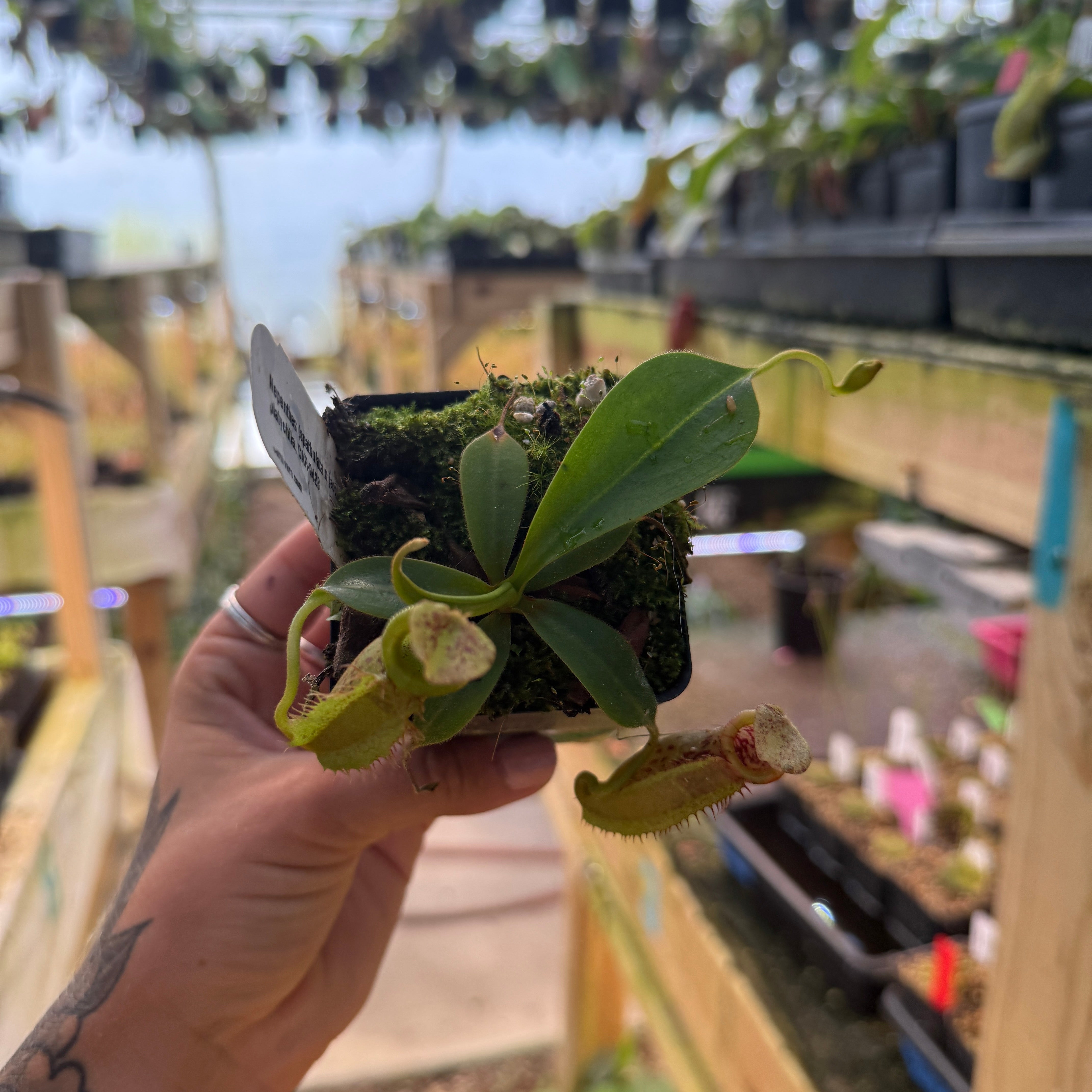 Nepenthes (spathulata x jacquelineaea) x platychila, CAR-0428