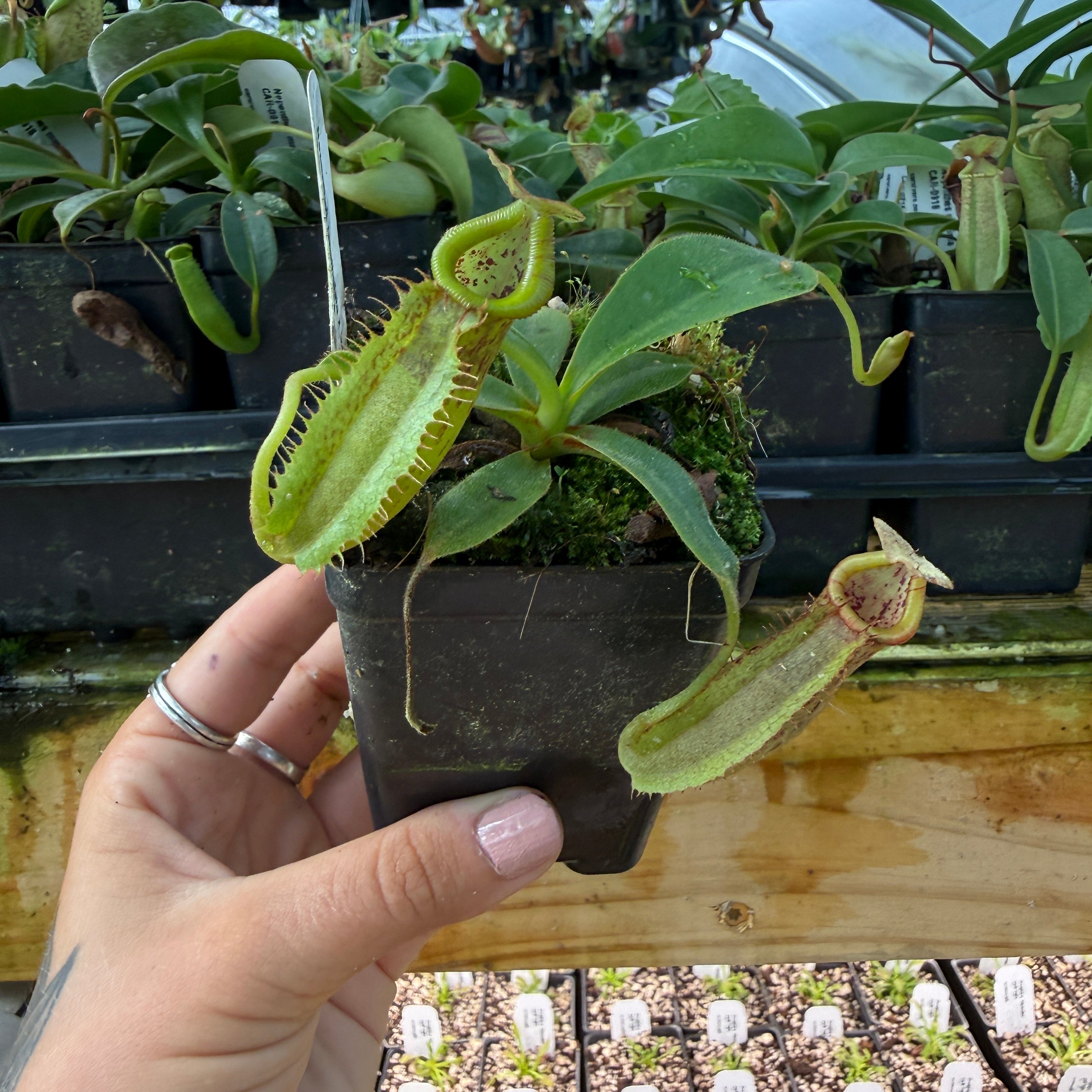 Nepenthes (spathulata x jacquelineaea) x platychila, CAR-0428