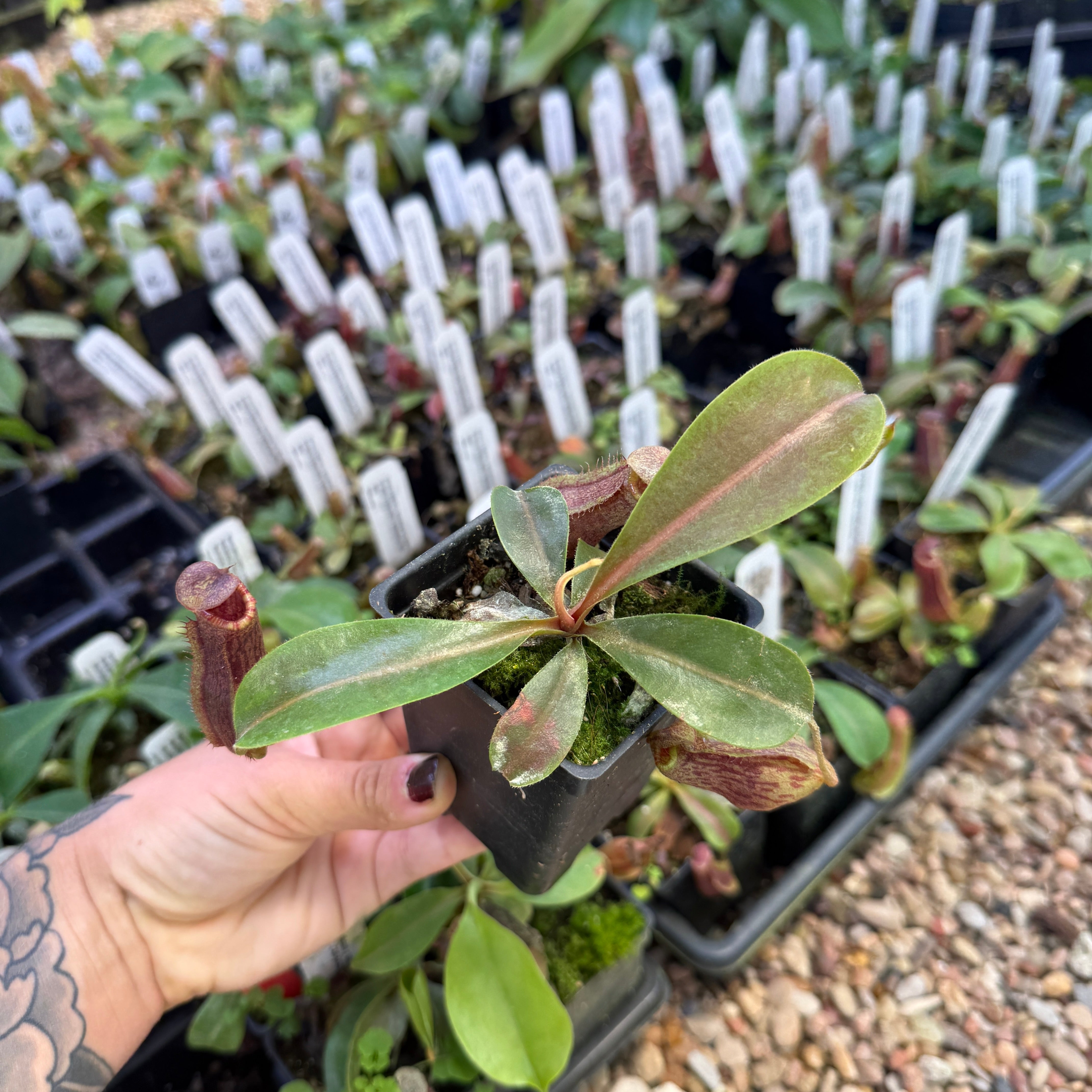 レイコウトウヒ　ルーベッセンス　バルフォーリアナ Nepenthes [(lowii x veitchii) x boschiana)] 