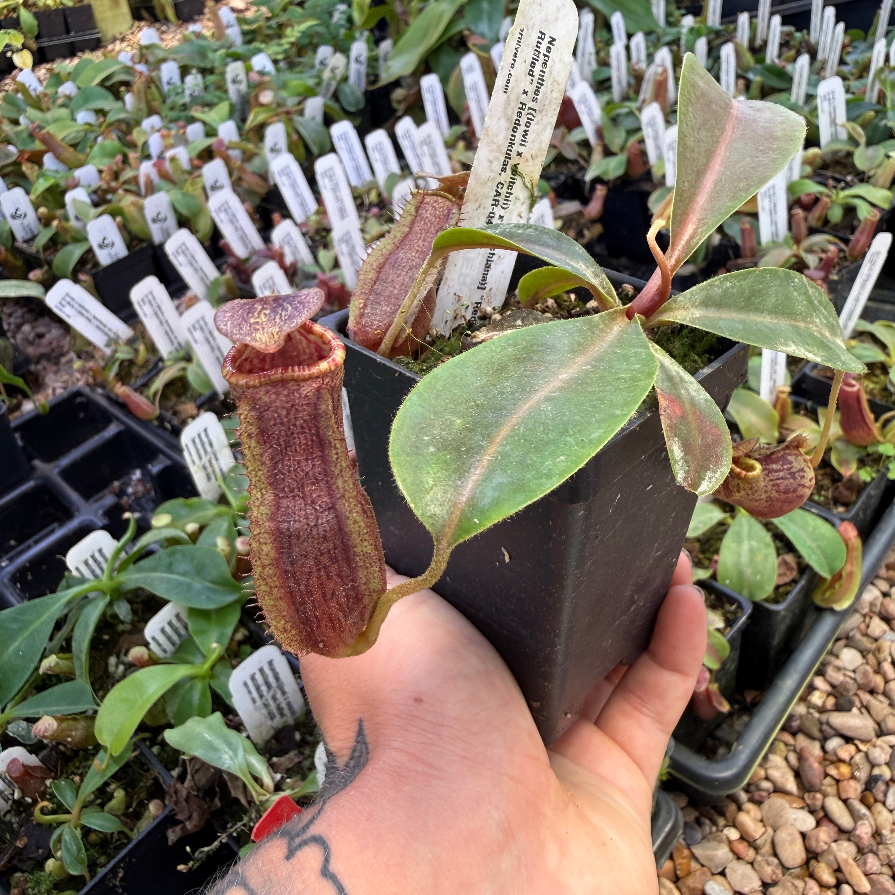 Nepenthes [(lowii x veitchii) x boschiana)] 