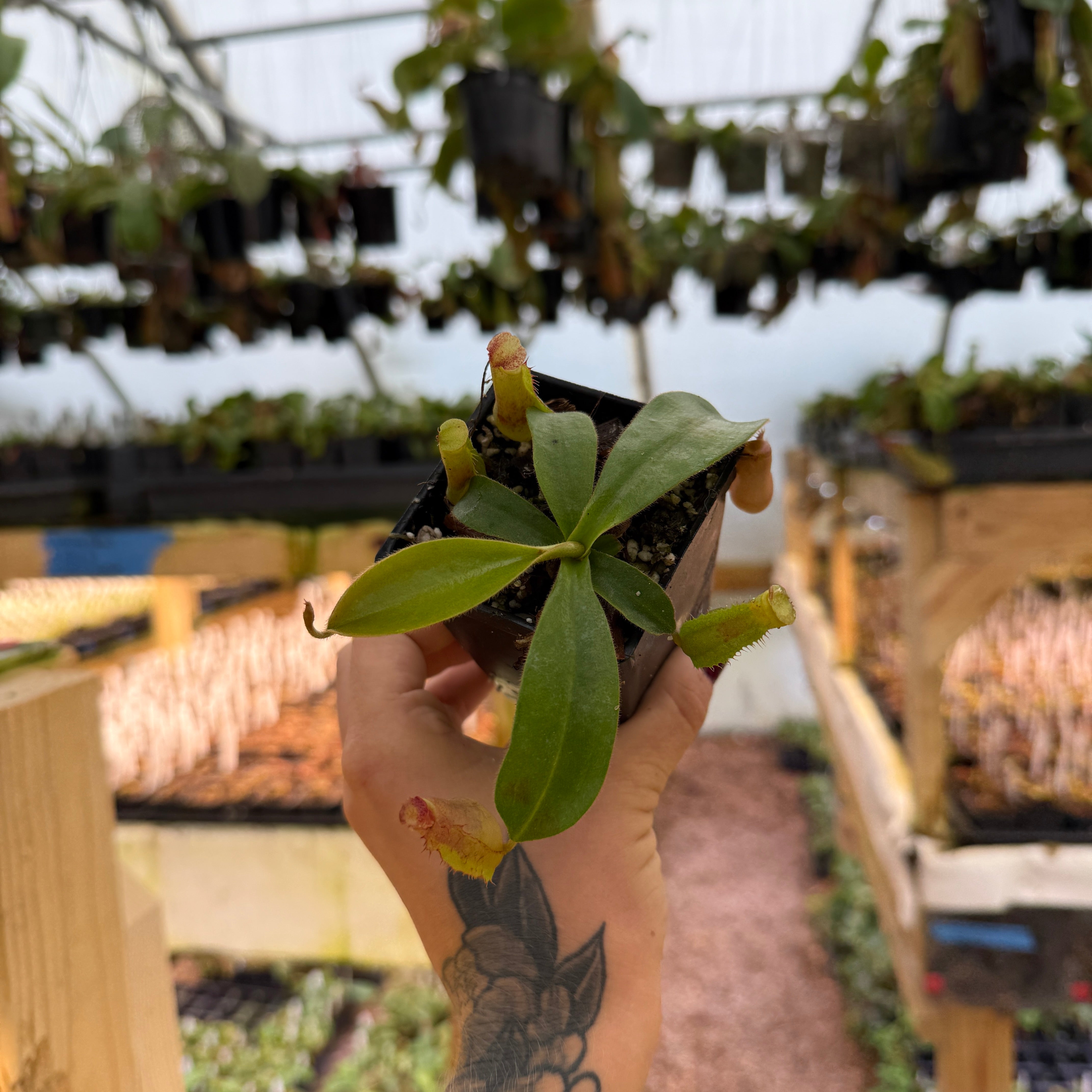 muguet  Nepenthes veitchii (Murud x Candy)-Best x (peltata x tenuis), CAR