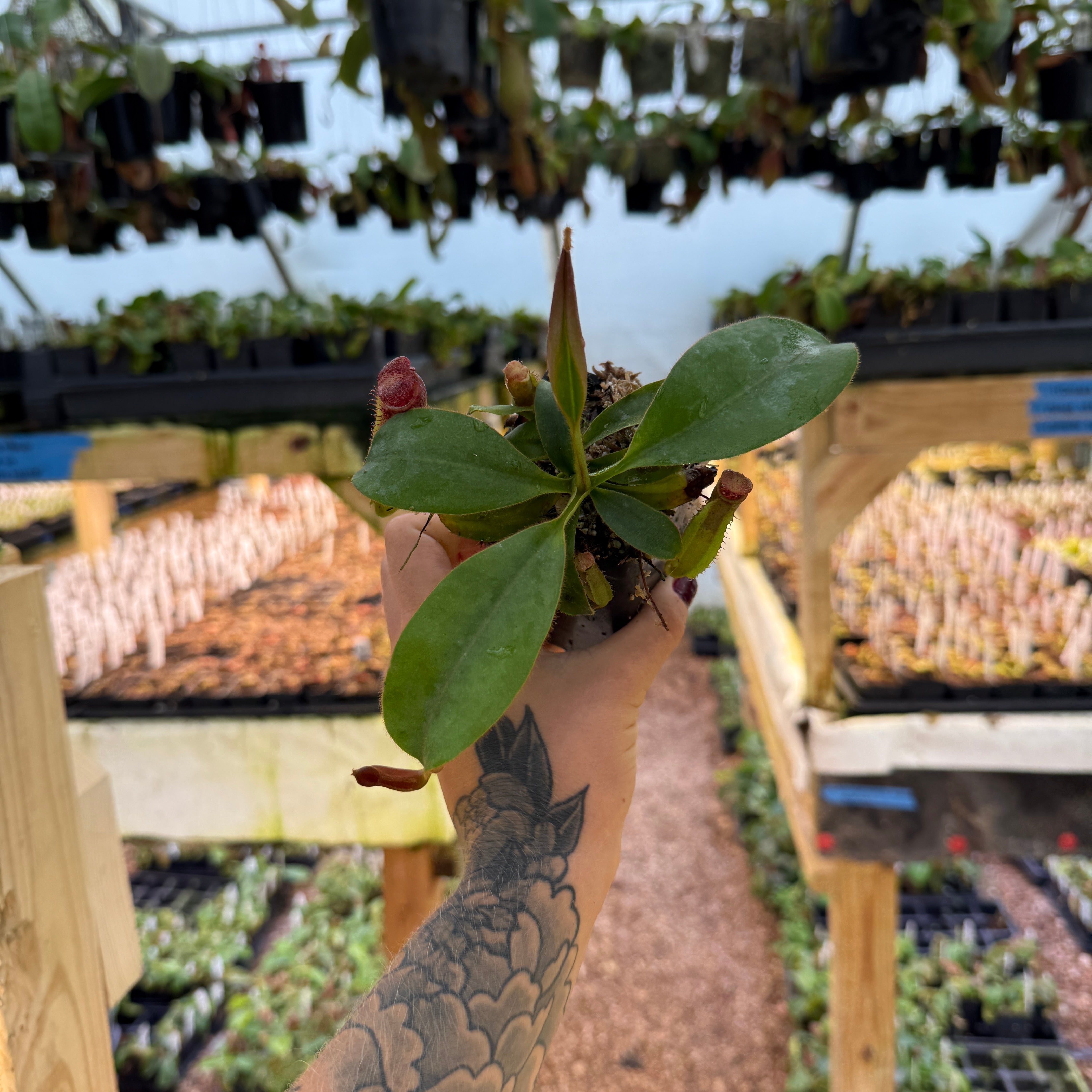 Nepenthes veitchii (Murud x Candy)-Best x (peltata x tenuis), CAR